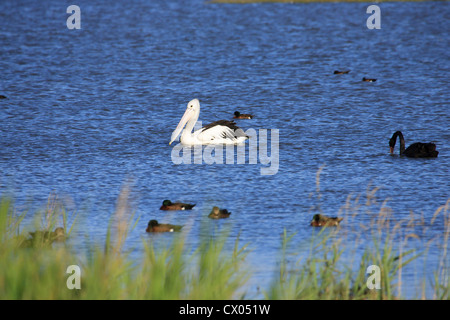 Australian Pelican Pelecanus conspicillatus Black Swan Cygnus atratus Chestnut Teal Anas castanea swimming on blue water behind Stock Photo