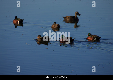 Male and female Chestnut Teal Anas castanea swimming on water Stock Photo