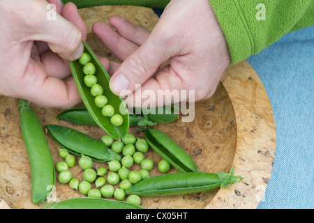 Pisum sativum. Shelling Peas in pods into a wooden bowl Stock Photo