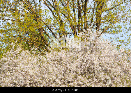 Blooming sour cherry and common oak Stock Photo