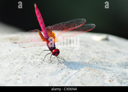 A red dragonfly resting on a rock Stock Photo