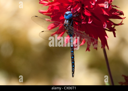 A Blue-eyed Darner Dragonfly (Aeshna multicolor) on a Dahlia flower in Nanaimo, BC, Vancouver Island, Canada in July Stock Photo