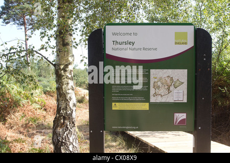 Recently opened boardwalk across wetland area. Thursley Common National Nature Reserve, Surrey, UK. Stock Photo