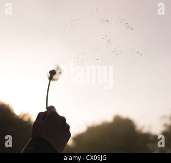 Seeds are blown from a Dandelion Stock Photo