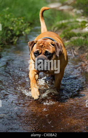 Pretty Old English bulldog wading through a stream of water