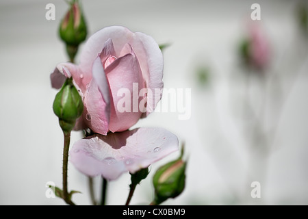 Pretty pink garden rosebud with rain drops, coming out in flower Stock Photo