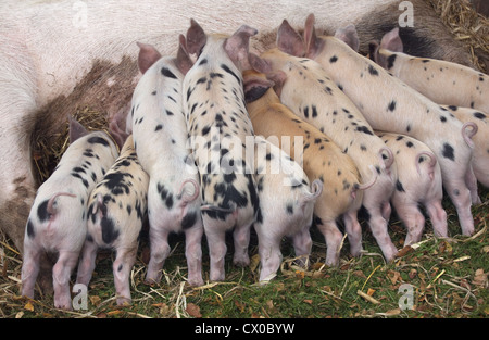 A litter of free range Gloucester Old-spot rare breed Piglets Stock Photo