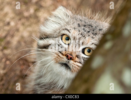 Pallas cat peering round tree Stock Photo