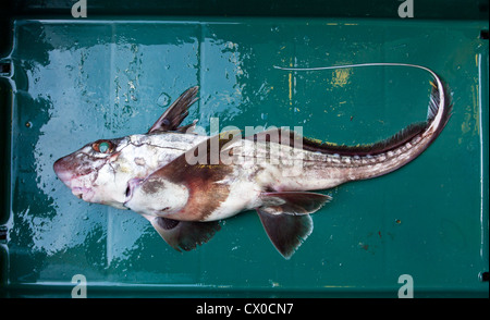 Dark Ghost Sharks (Hydrolagus novaezealandiae Stock Photo - Alamy