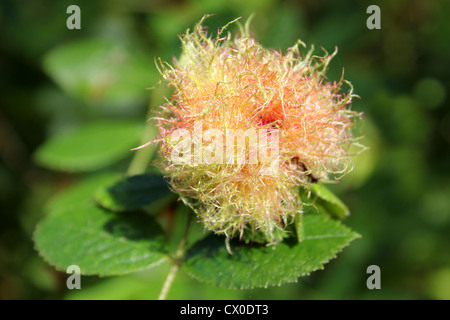 Bedeguar a.k.a. Robin’s Pincushion Gall on Dog Rose Rosa canina caused by the Gall Wasp Diplolepis rosae Stock Photo