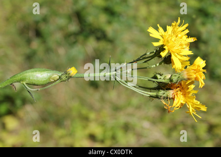 Stem Gall on Narrow-leaved a.k.a. Leafy Hawkweed Hieracium umbellatum caused by the Gall Wasp Aulacidea hieracii Stock Photo