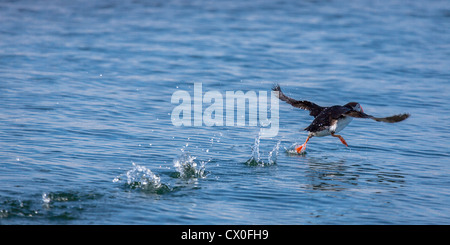 Puffin (Fratercala arctica) taking off from water in Reykjavik Harbor ,Iceland Stock Photo