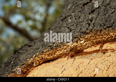 Cork crust. Natural piece of wood Stock Photo