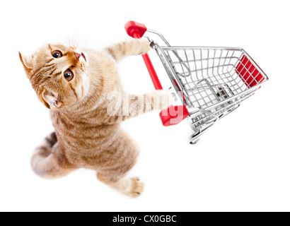 cat with shopping cart top view isolated on white Stock Photo