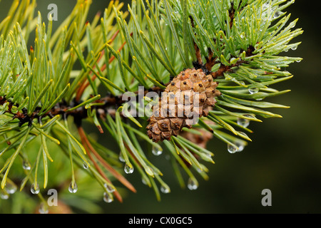 Jack pine ((Pinus banksiana)) bough and cone with rain drops, Greater Sudbury, Ontario, Canada Stock Photo