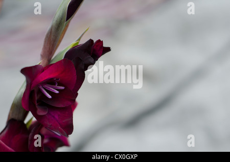 A stem of burgundy-crimson Gladiola - Gladiolus Iridaceae with soft, grey background Stock Photo