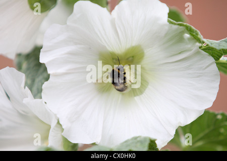 Hollyhock flower with bumble bee collecting pollen Stock Photo