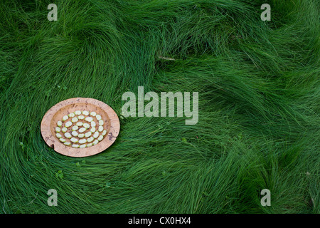 Broad bean spiral in a wooden bowl on long grass Stock Photo