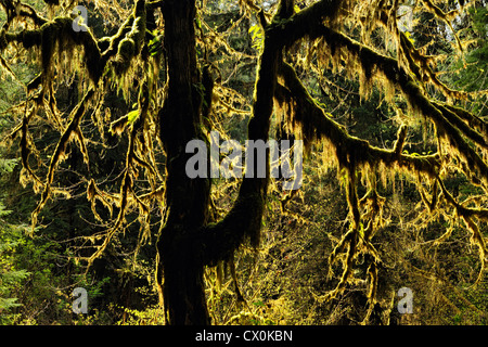 Bigleaf maple (Acer macrophyllum) with epiphytic mosses, Olympic National Park Hoh Rainforest, Washington, USA Stock Photo