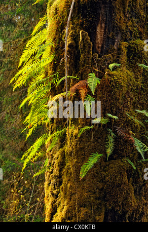 Bigleaf maple (Acer macrophyllum) Tree trunk with epiphytes, Olympic National Park, Hoh Rainforest, Washington, USA Stock Photo