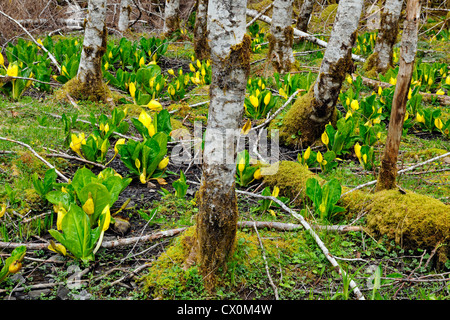 Western Skunk Cabbage (Lysichiton americanus) in a red alder grove, Olympic National Park (Sol Duc unit), Washington, USA Stock Photo