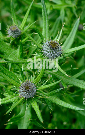 Leaves & flowerbuds of Spear Thistle / Bull Thistle /Cirsium vulgare. Focal point  upper right flower bud. Possible metaphor pain / painful / sharp. Stock Photo