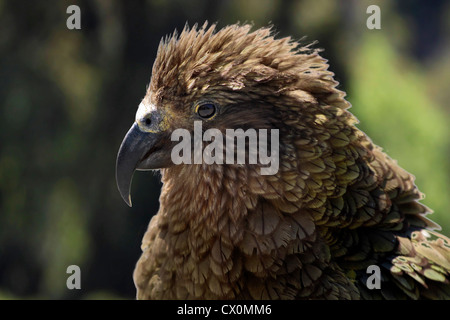 Kea (Nestor notabilis) in New Zealand at the Milford Road, Southland, South island, New Zealand Stock Photo