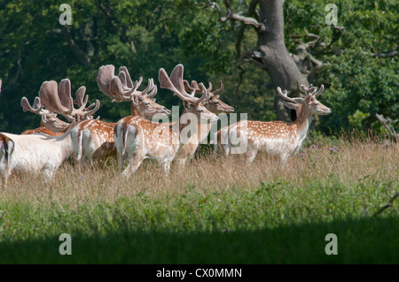 Fallow deer [Dama dama] herd of bucks with new antlers growing and covered with velvet. Sussex, UK. July Stock Photo