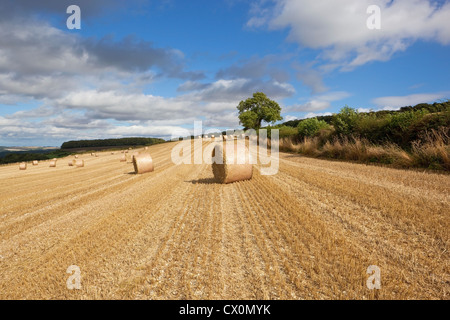 A view along a sloping stubble field towards big round straw bales under a dramatic cloudy sky high on the Yorkshire wolds Stock Photo