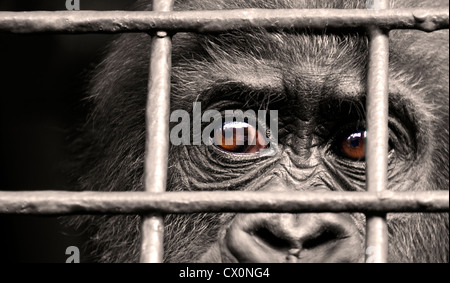 Caged young gorilla looking sad Stock Photo