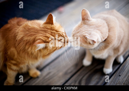 Overhead view of two cats touching noses Stock Photo