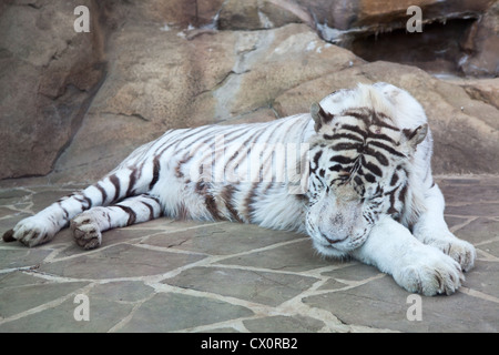 Closeup of sleeping white tiger on rock. Moscow city zoo, Russia Stock Photo