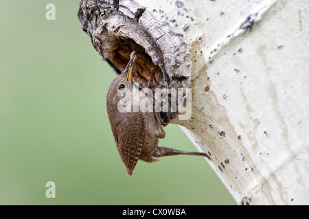 House Wren bird songbird perching at Nest Cavity in Aspen Tree with food insect