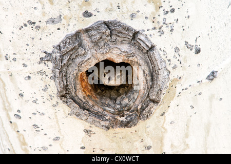 House Wren bird songbird looks out of Nest Cavity in Aspen Tree