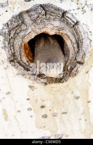 House Wren bird songbird looks out of Nest Cavity in Aspen Tree vertical