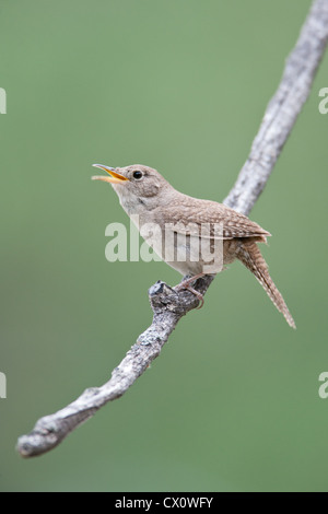 House Wren Singing bird songbird vertical Stock Photo