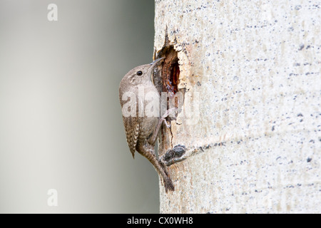House Wren bird songbird perching at Nest Cavity in Aspen Tree