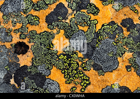 Rock lichen colonies on boulders brought down by a landslide, Jasper National Park, Alberta, Canada Stock Photo