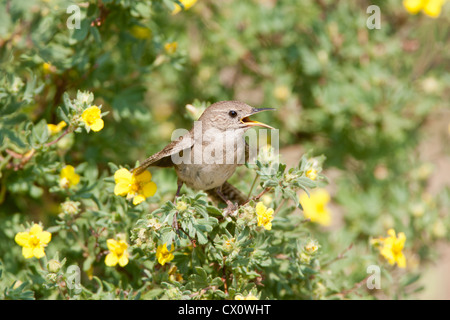 House Wren bird songbird Singing perching in Shrubby Cinquefoil Flowers Stock Photo