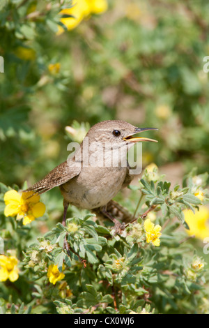 House Wren bird songbird Singing perching in Shrubby Cinquefoil Flowers vertical Stock Photo