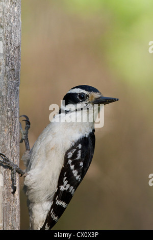 Female hairy woodpecker Stock Photo