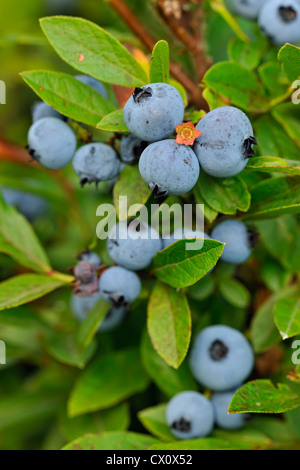 Lowbush blueberry (Vaccinium angustifolium) Ripe berries in a bumper crop, Greater Sudbury, Ontario, Canada Stock Photo