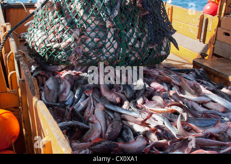 Haul from trawl net on a commercial fishing trawler. Stock Photo