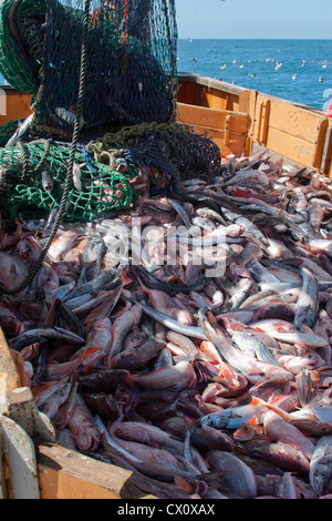 Haul from trawl net on a commercial fishing trawler. Stock Photo