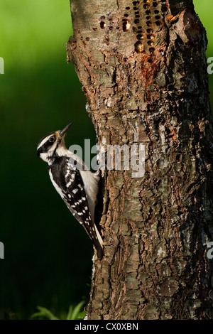 Female hairy woodpecker Stock Photo