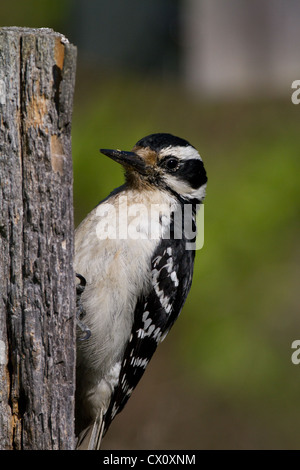 Female hairy woodpecker Stock Photo