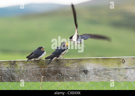 Hirundo rustica. Fledged Swallows being fed on a fence from an adult bird Stock Photo
