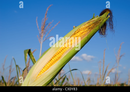 fresh raw corn on the cob with husk Stock Photo