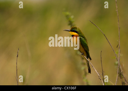 Little Bee Eater (Merops pusillus), perched on reeds, Queen Elizabeth National Park, Uganda Stock Photo