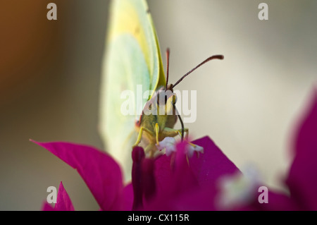 Brimstone butterfly (Gonepteryx rhamni) feeding on nectar from Bougainvilla Stock Photo